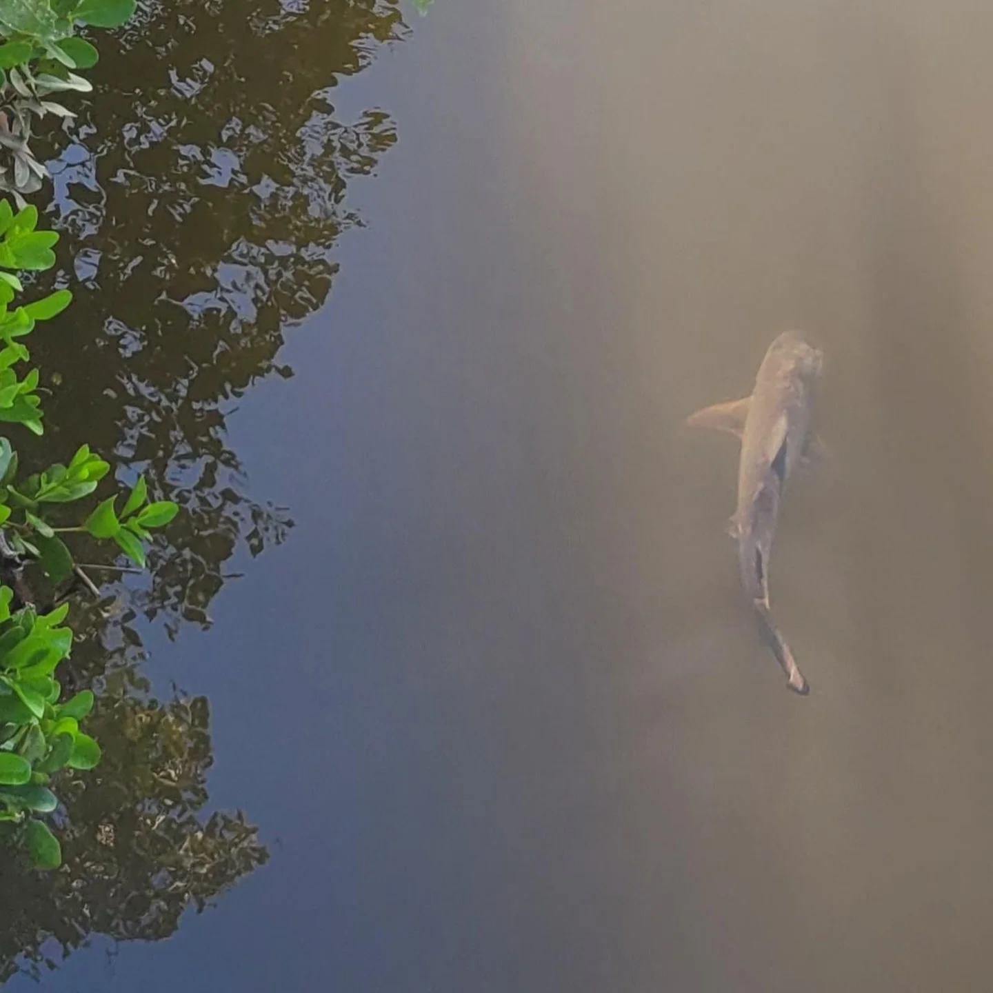 Kalinga shark sightings

