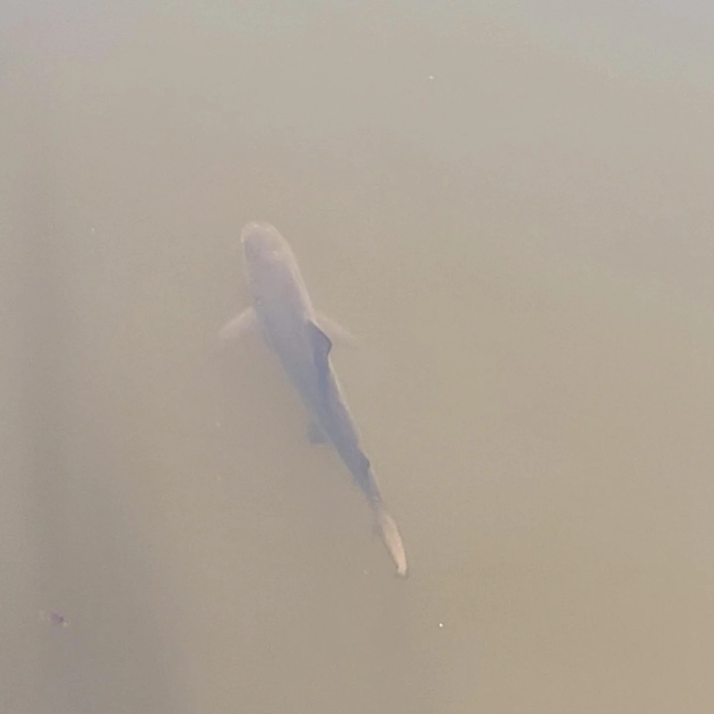 Kedron Brook shark